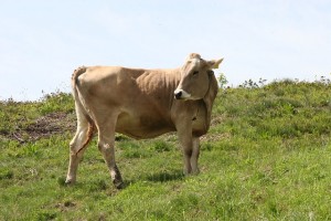 cow-269092_640